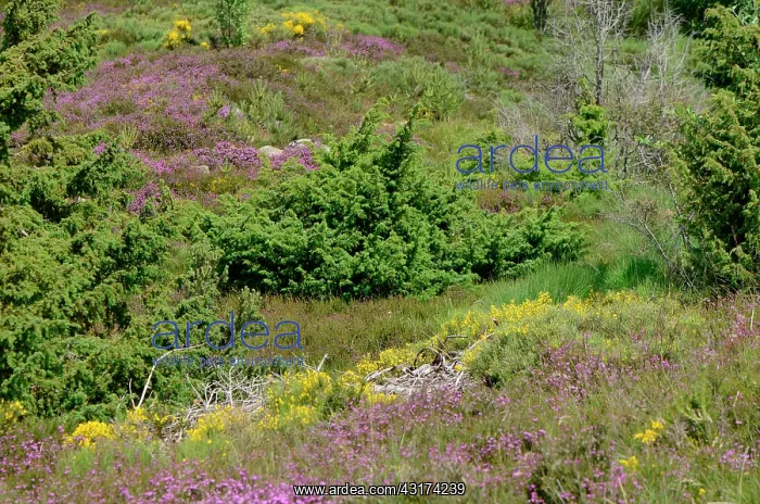 : Bog Monselgues, Ardeche, France : Bog Monselgues, Ardeche, France