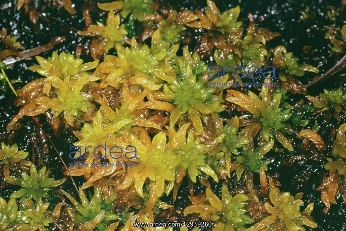  : BOG MOSS (Sphagnum sp.)