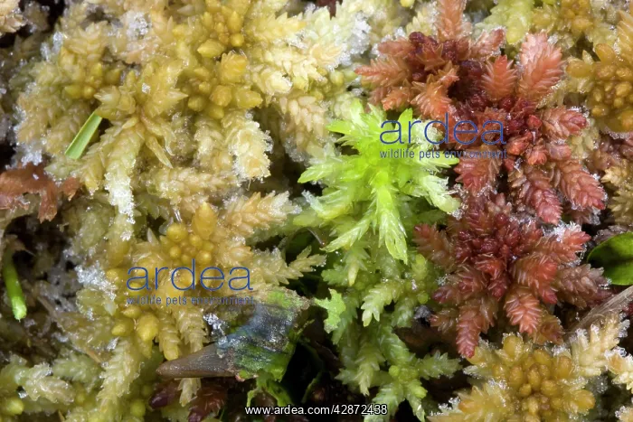 : Bog mosses in bog with frost : Bog mosses in bog with frost