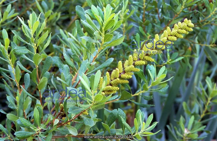  : Bog Myrtle
