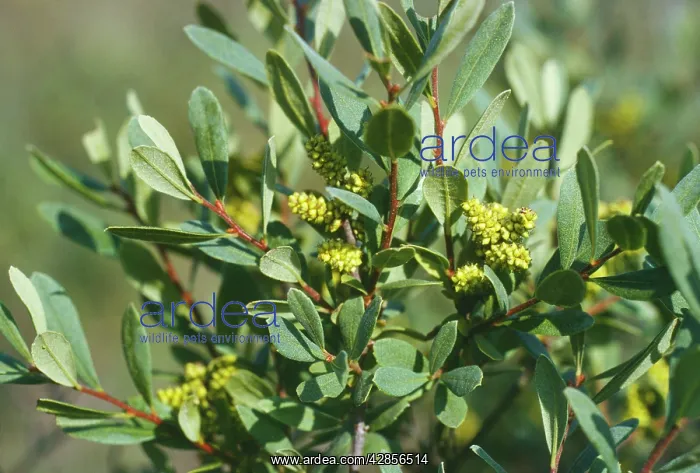 : Bog Myrtle - with fruits : Bog Myrtle - with fruits