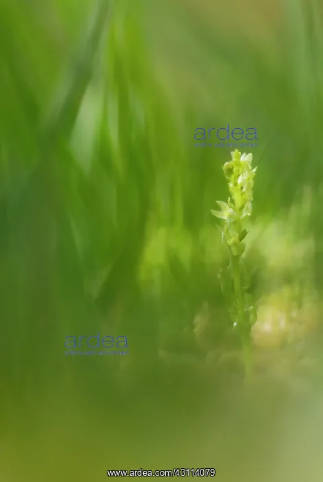 : Bog Orchid : Bog Orchid