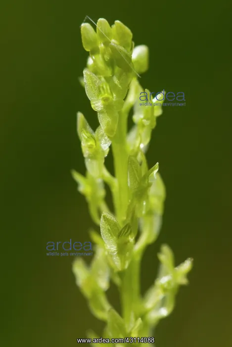 : Bog Orchid : Bog Orchid
