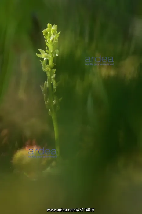 : Bog Orchid : Bog Orchid