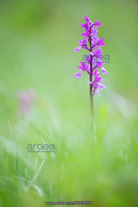 : Bog Orchid : Bog Orchid