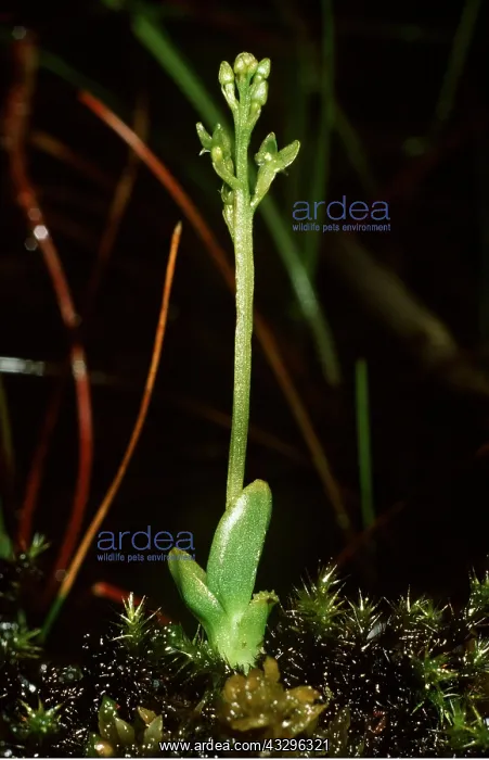 : Bog Orchid : Bog Orchid