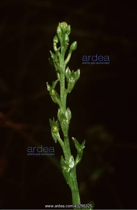: BOG ORCHID : BOG ORCHID