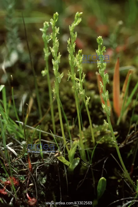 : Bog Orchid : Bog Orchid