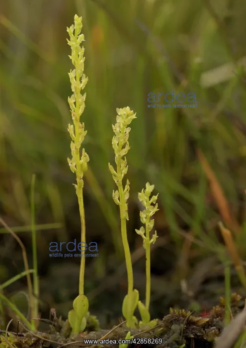 : Bog orchid - in a bog : Bog orchid - in a bog