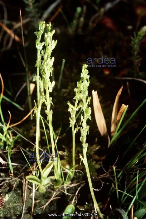 : Bog Orchids : Bog Orchids