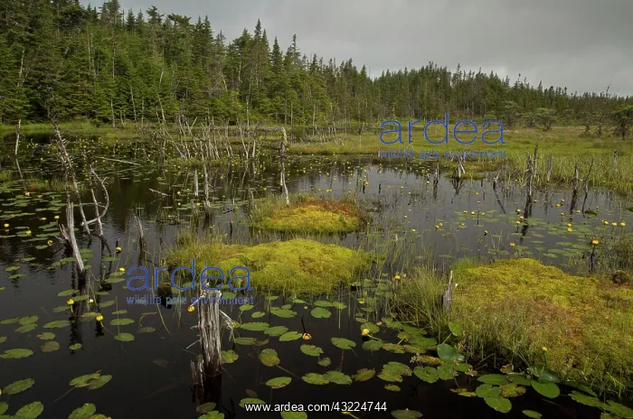  : Bog pools in forest - with Variegated pond-lily;