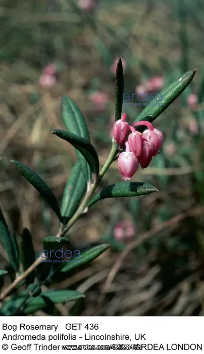 : Bog Rosemary : Bog Rosemary