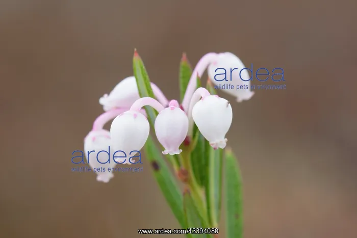 : Bog-Rosemary : Bog-Rosemary