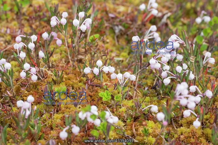 : Bog-Rosemary : Bog-Rosemary