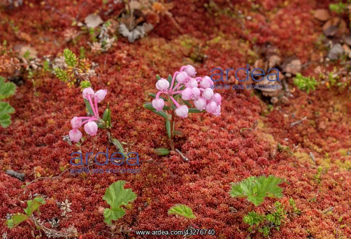 : Bog rosemary, Andromeda polifolia in flower in wet : Bog rosemary, Andromeda polifolia in flower in wet