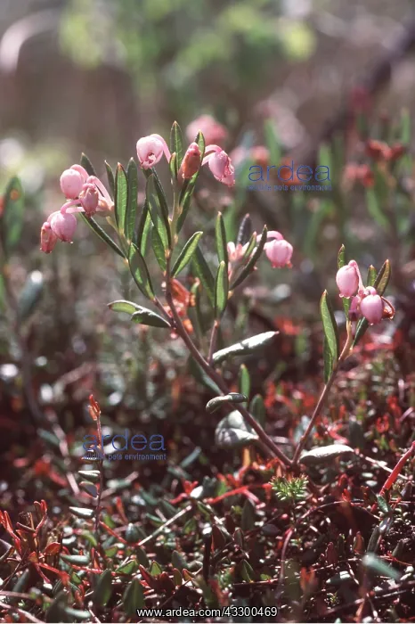 : BOG ROSEMARY - close-up : BOG ROSEMARY - close-up