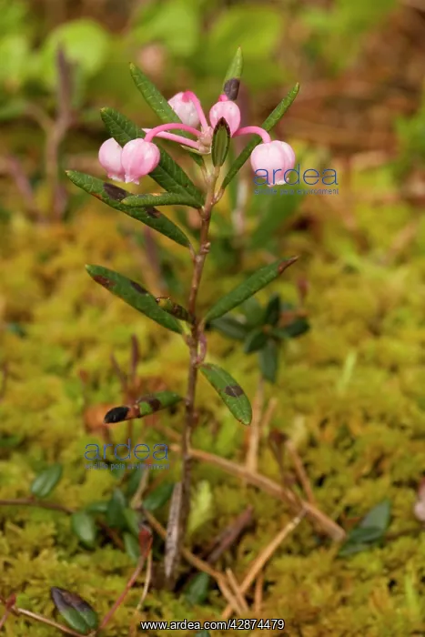 : Bog rosemary - in flower : Bog rosemary - in flower