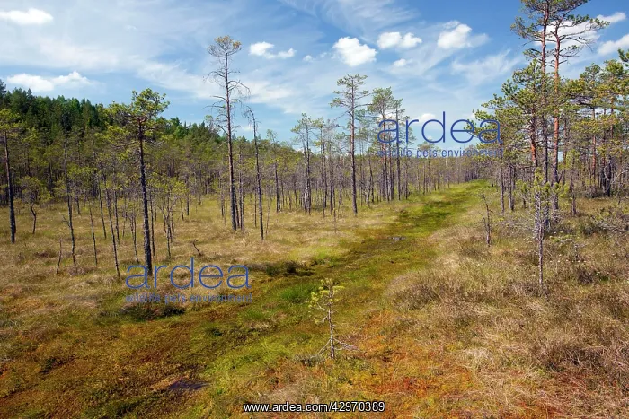 : Bog surface - with invading Scots Pines : Bog surface - with invading Scots Pines