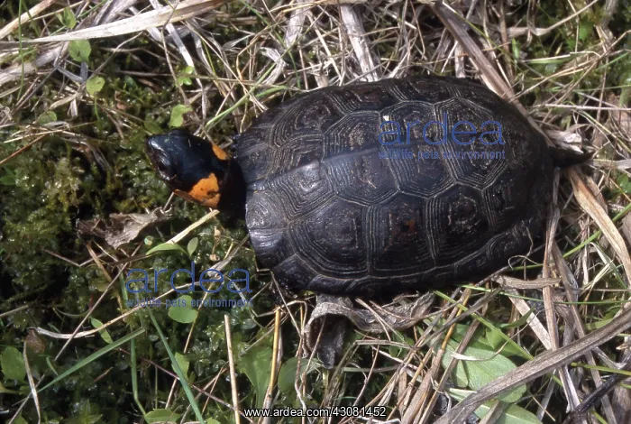 : Bog Turtle : Bog Turtle