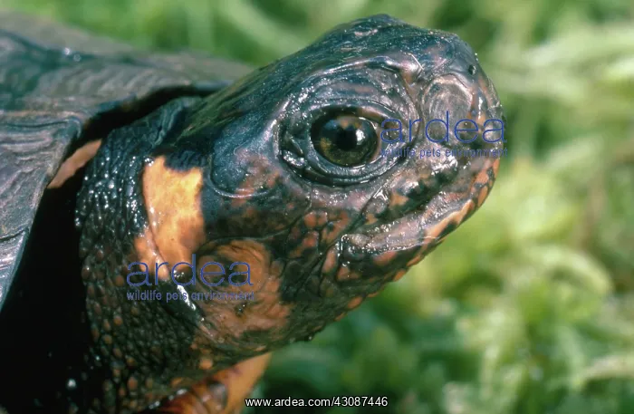 : Bog Turtle : Bog Turtle