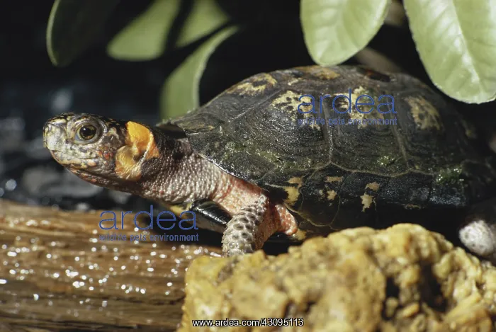 : Bog Turtle : Bog Turtle