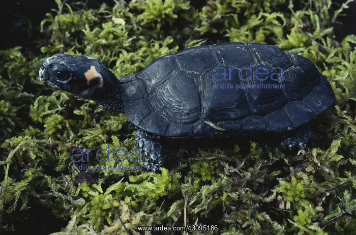 : Bog Turtle : Bog Turtle