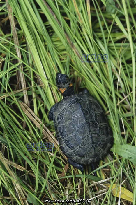 : Bog Turtle : Bog Turtle