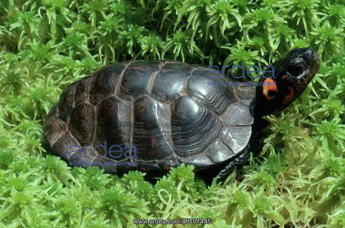 : Bog Turtle : Bog Turtle