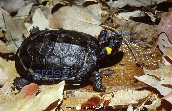 : Bog Turtle (Clemmys muhlenbergi) : Bog Turtle (Clemmys muhlenbergi)