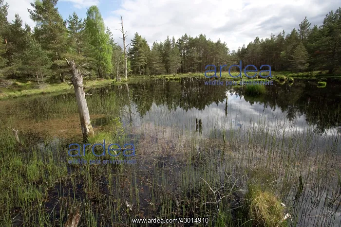 : Bog Wetland Habitat : Bog Wetland Habitat