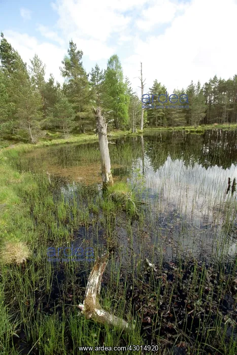: Bog Wetland Habitat : Bog Wetland Habitat