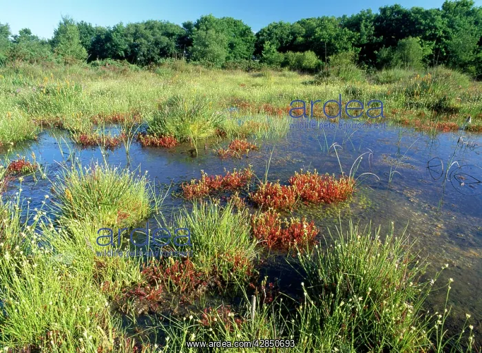 : Bog - with White-beaked Sedge & Sundews : Bog - with White-beaked Sedge & Sundews