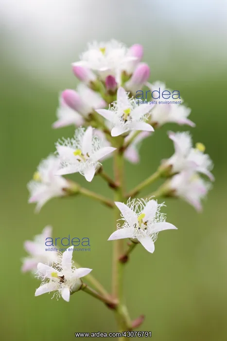 : Bogbean (Menyanthes trifoliata) flowering : Bogbean (Menyanthes trifoliata) flowering