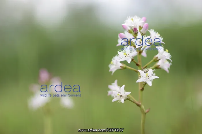 : Bogbean (Menyanthes trifoliata) flowering : Bogbean (Menyanthes trifoliata) flowering