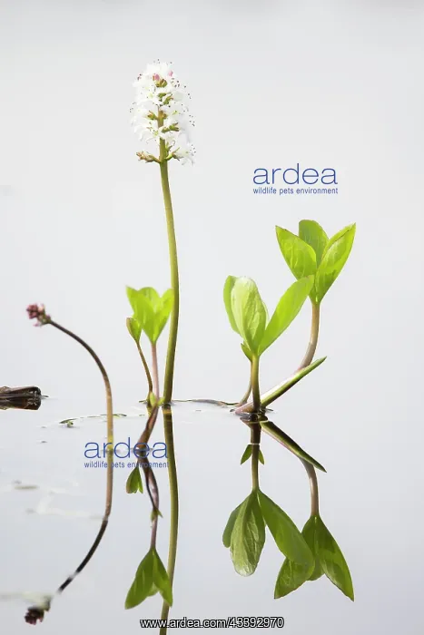 : Bogbean - flowering - Sweden : Bogbean - flowering - Sweden