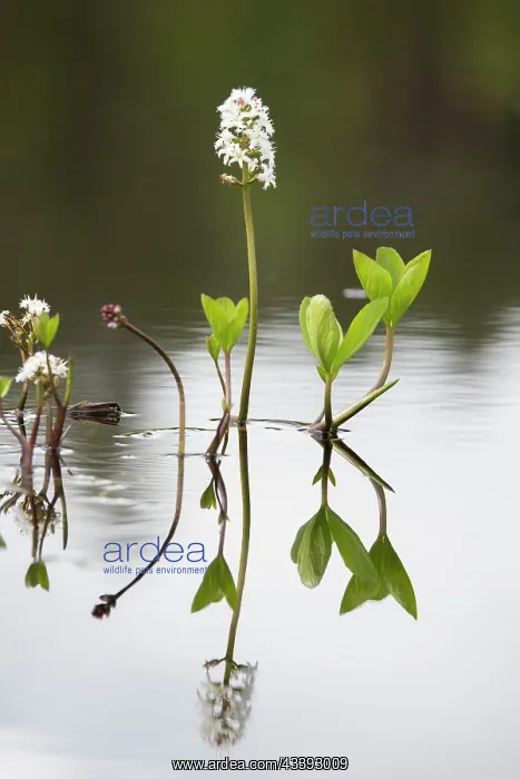 : Bogbean - flowering - Sweden : Bogbean - flowering - Sweden