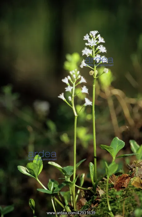 : BOGBEAN / BUCKBEAN - Bog plant flowering in spring : BOGBEAN / BUCKBEAN - Bog plant flowering in spring