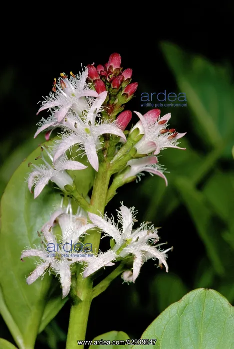 : BOGBEAN / BUCKBEAN - Bog plant, single stem in flower : BOGBEAN / BUCKBEAN - Bog plant, single stem in flower