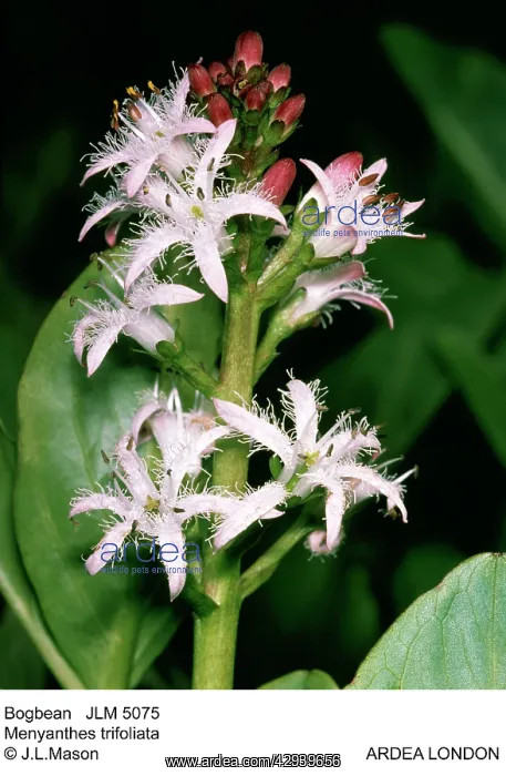 : BOGBEAN / BUCKBEAN - Bog plant, single stem in flower : BOGBEAN / BUCKBEAN - Bog plant, single stem in flower