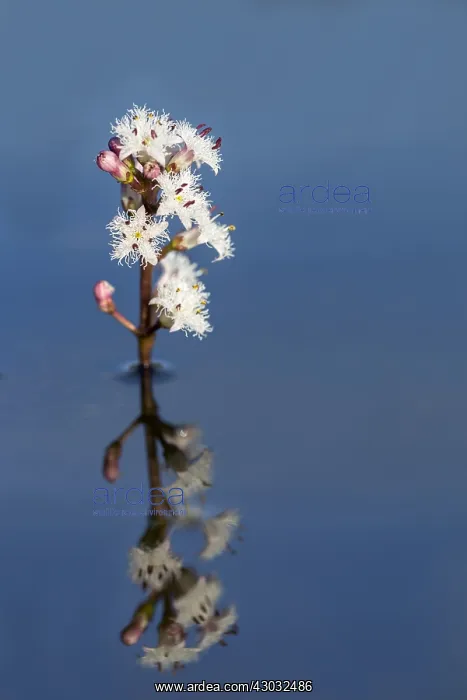  : Bogbean in Flower - Cornwall - UK