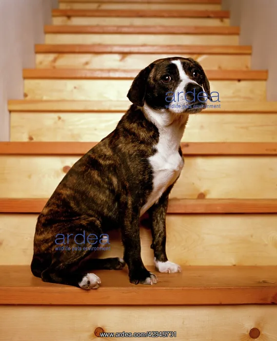 : Boggle Dog - crossbreed between a Boston Terrier : Boggle Dog - crossbreed between a Boston Terrier