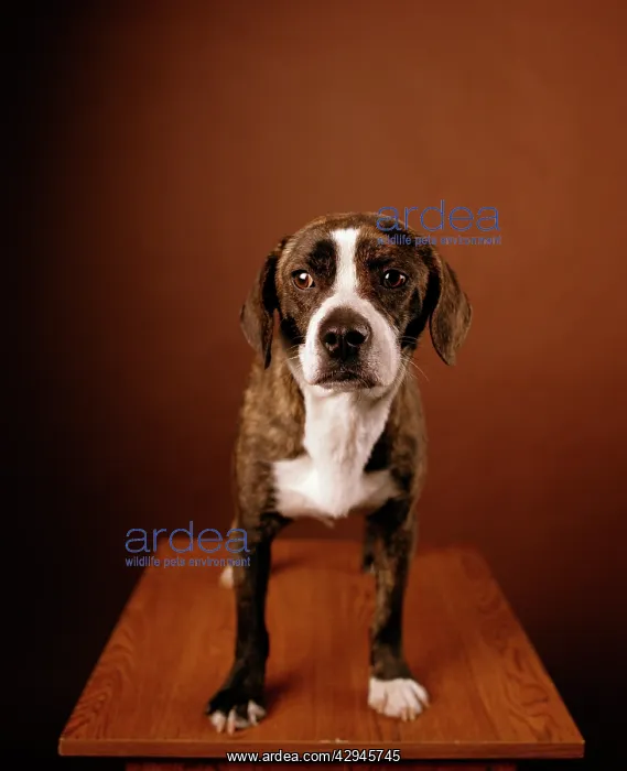  : Boggle Dog - crossbreed between a Boston Terrier