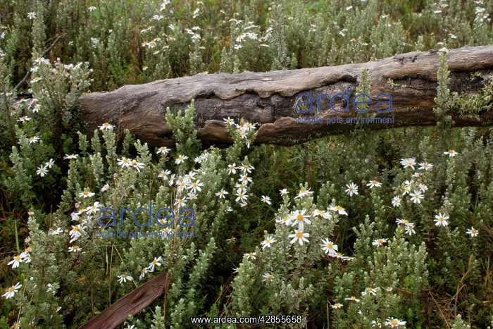 : Bogong Daisy Bush - dead branch of a Snow Gum is : Bogong Daisy Bush - dead branch of a Snow Gum is