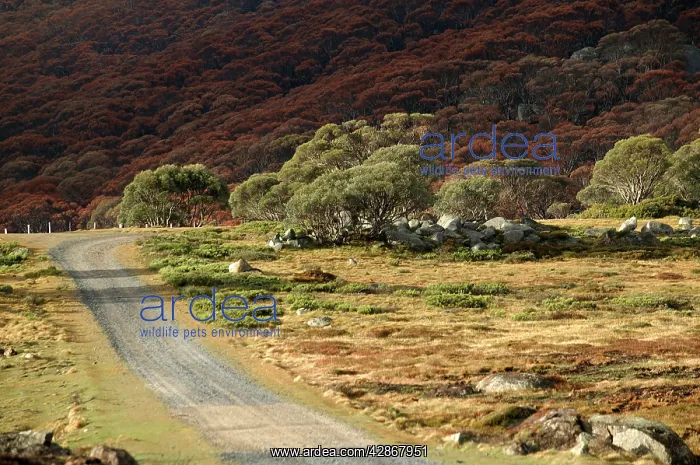 : Bogong High Plains : Bogong High Plains