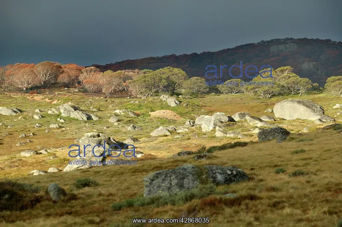 : Bogong High Plains : Bogong High Plains