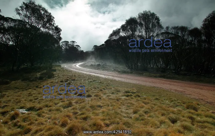 : Bogong High Plains road in winter. Bogong Section : Bogong High Plains road in winter. Bogong Section