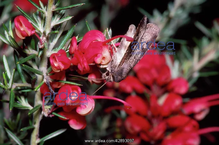 : Bogong Moth - feeding on Grevillea lavandulacea : Bogong Moth - feeding on Grevillea lavandulacea