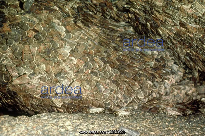 : Bogong Moth - mass on wall, spend summer in caves : Bogong Moth - mass on wall, spend summer in caves