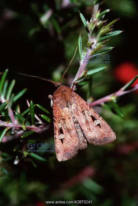 : Bogong Moth - Single on branchlet, during spring migration : Bogong Moth - Single on branchlet, during spring migration