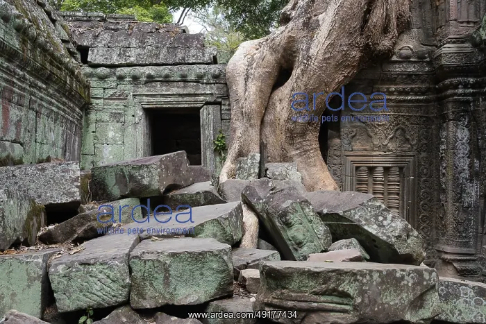 : The Bohdi tree takes possession of the enchanted temple city : The Bohdi tree takes possession of the enchanted temple city